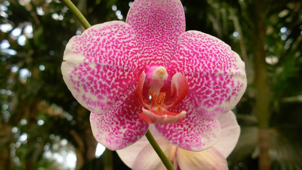 When should i fertilize my phalaenopsis orchid?