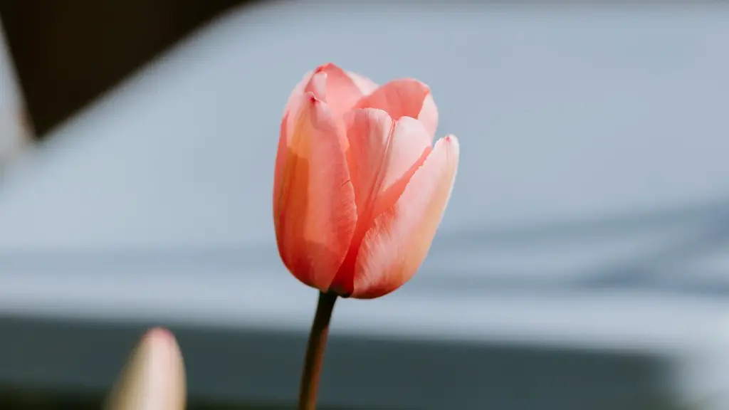 How to press a tulip flower?