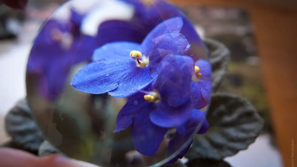 What causes white spots on african violets?