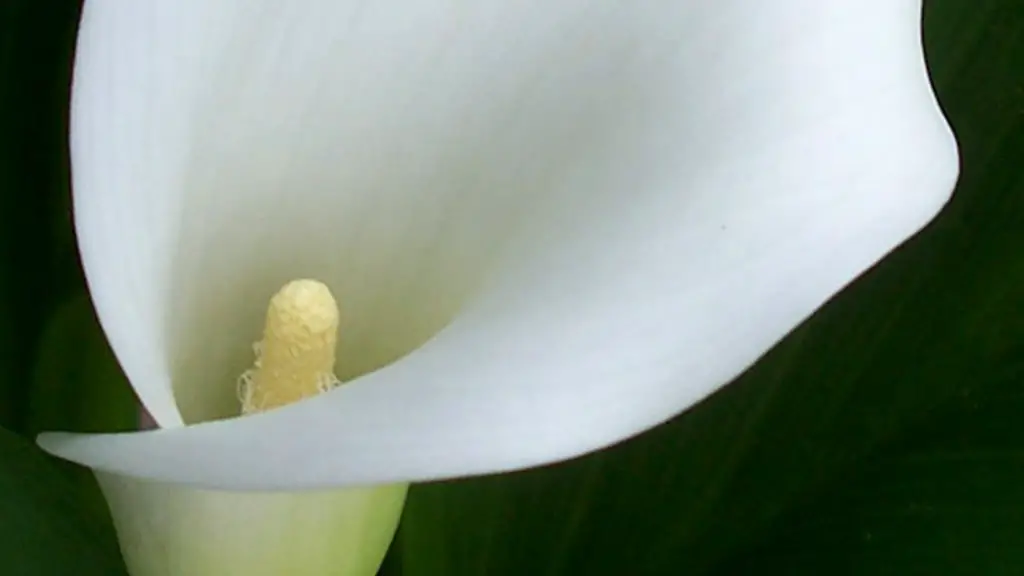 Why has my calla lily lost its colour?