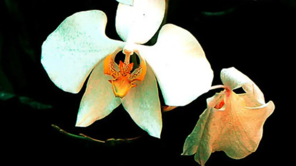 How to germinate calla lily seeds?