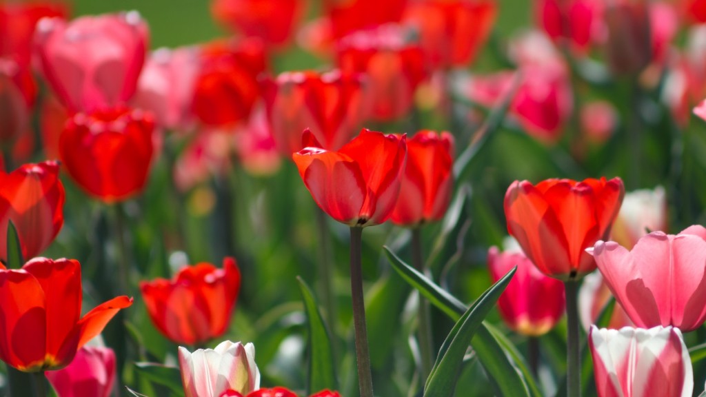 What is the purpose of a tulip flower lens hood?