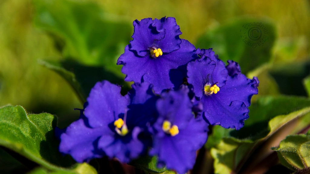 Where can african violets grow?