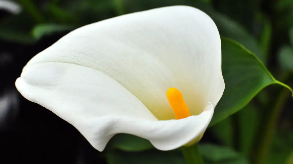 How to cut a calla lily?