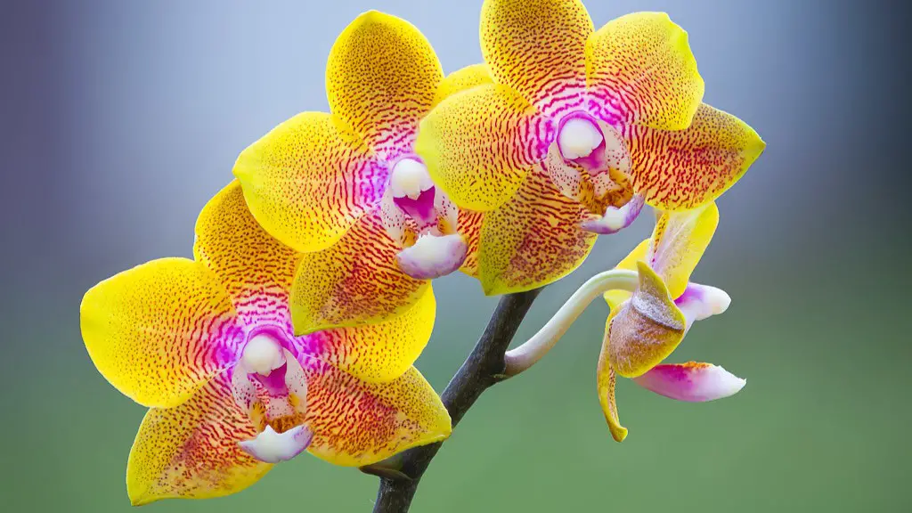 How long does a phalaenopsis orchid bloom?