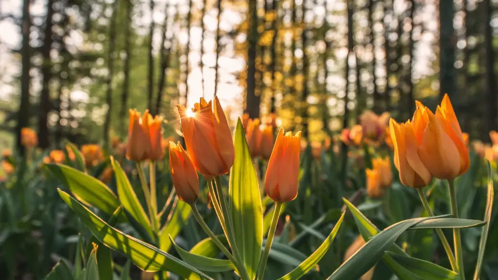 How to make tulip flower vase?