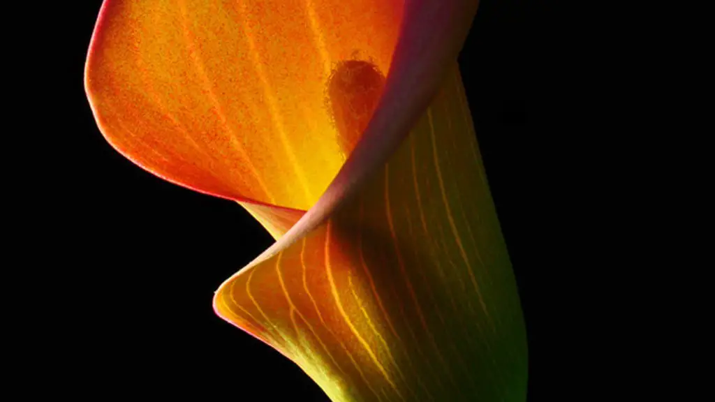 Is calla lily an outdoor plant?