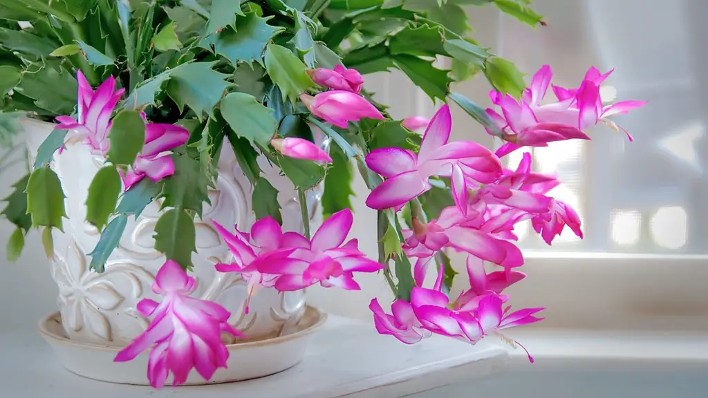 How much light does christmas cactus need?