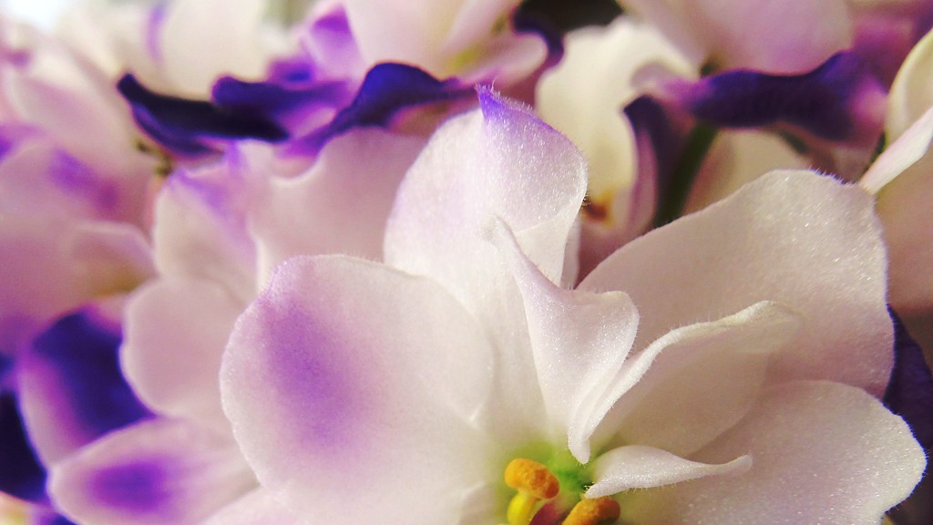 What causes african violets petals to wilt?