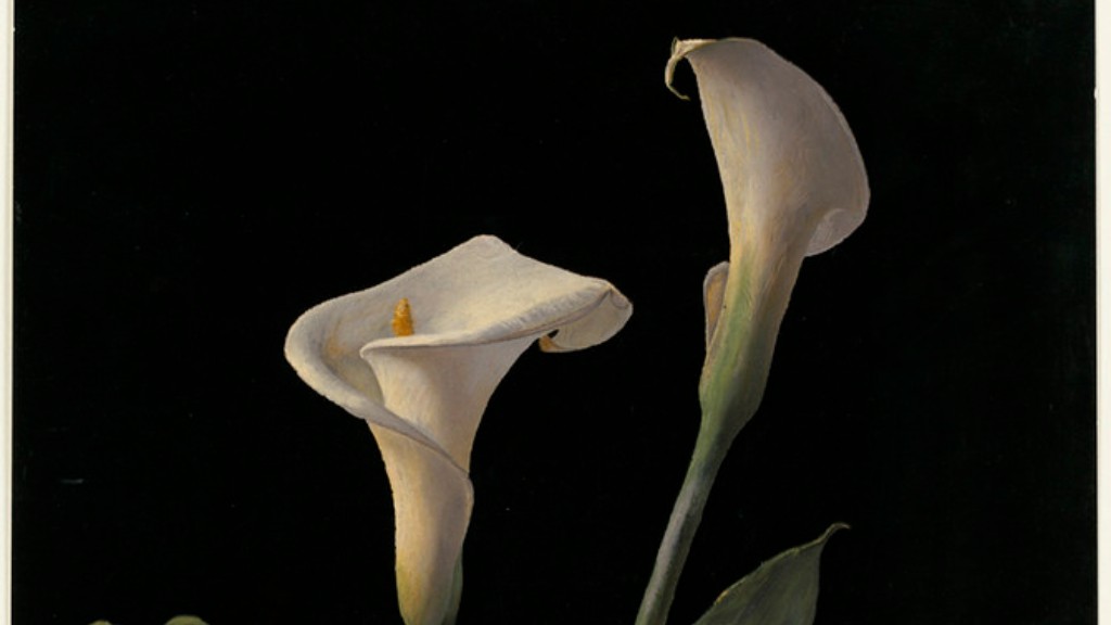 Why are calla lily leaves turning yellow?