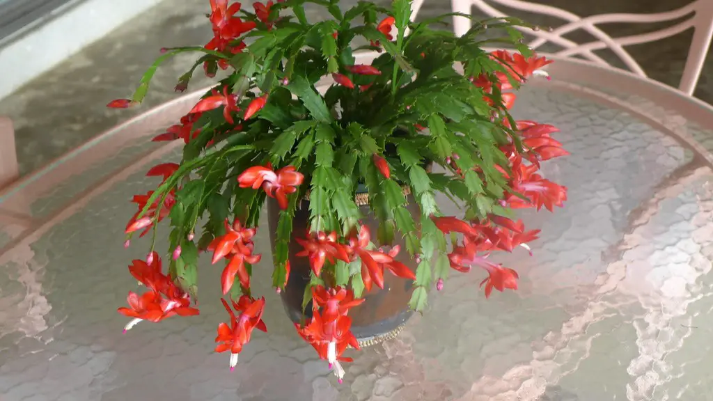 Why do buds fall off christmas cactus?