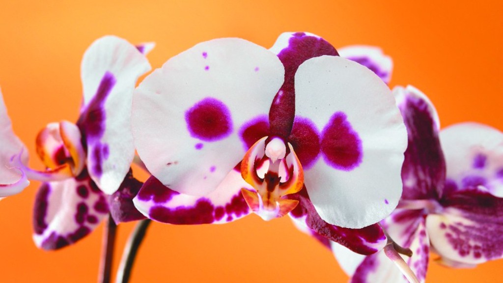 How to mount phalaenopsis orchid?
