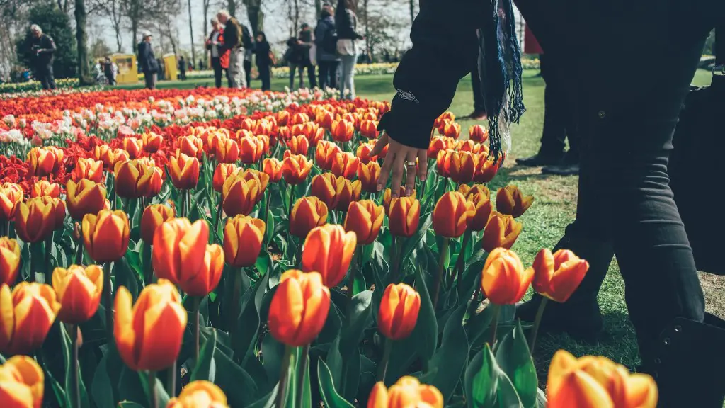 Is the tulip flower a monocot or dicot?