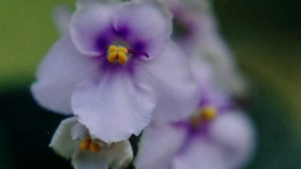 Should i spray african violets with water?