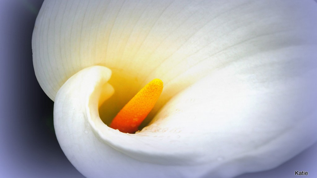 Can i plant my potted calla lily outside?