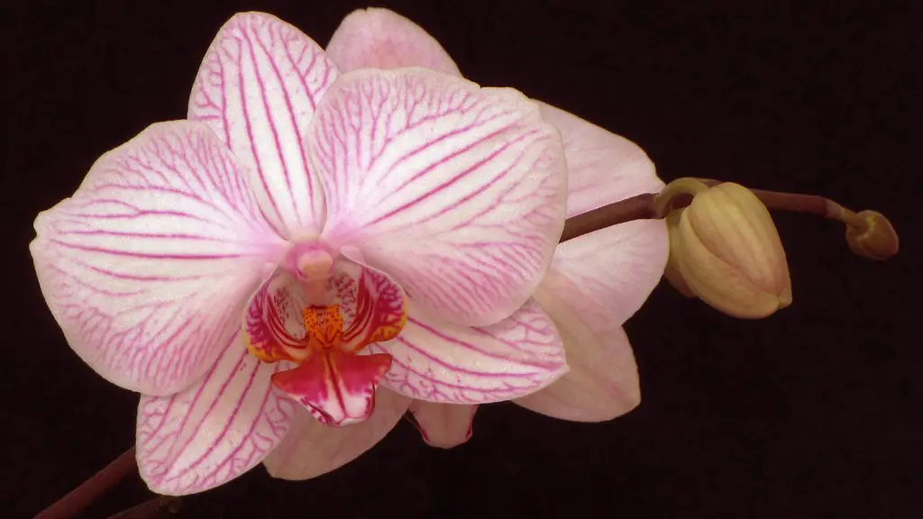 How often water phalaenopsis orchid?