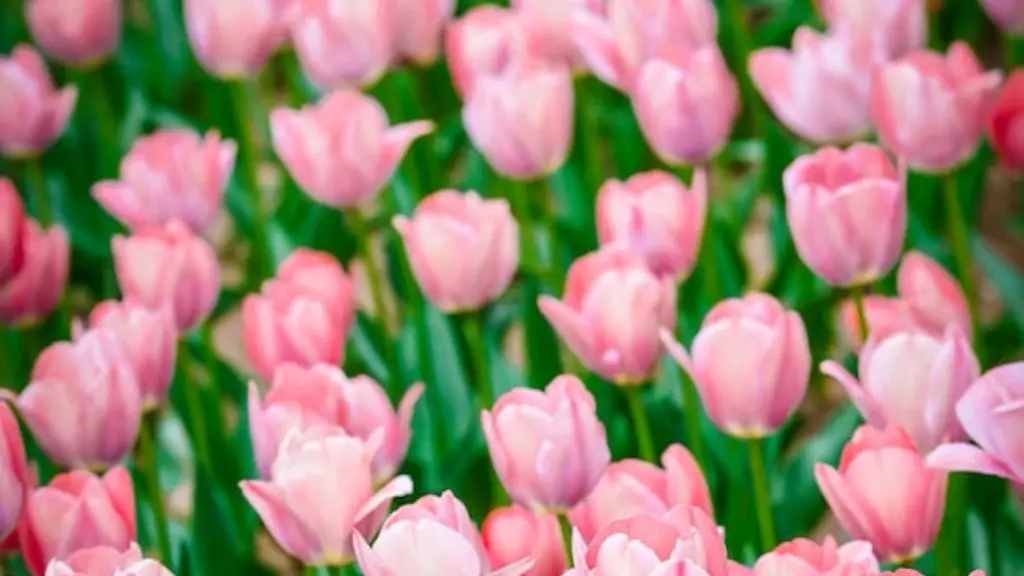 Where did the tulip flower originate?