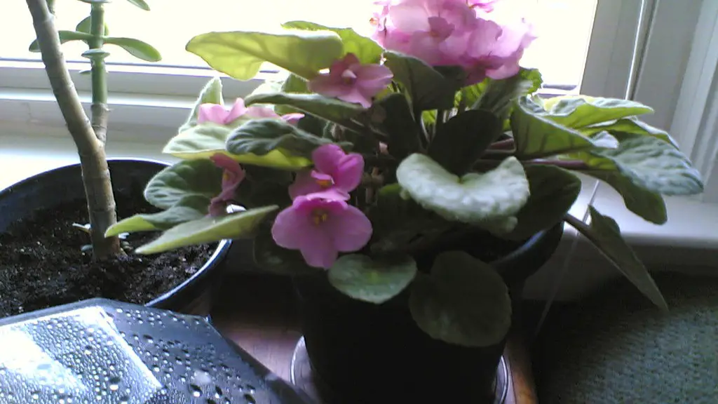 How to cut back african violets?