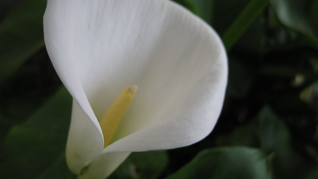 How long does calla lily bloom?