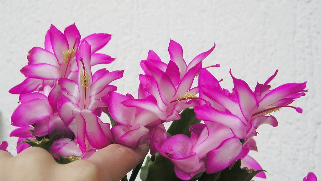 Do you deadhead christmas cactus?