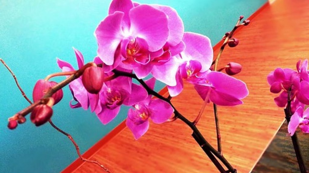 How long can a phalaenopsis orchid live?