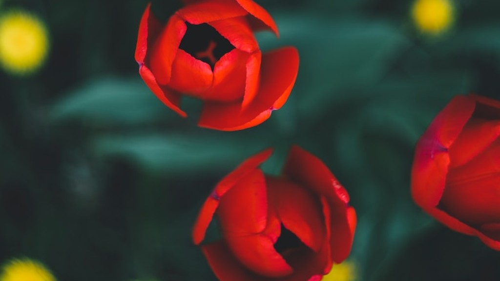 What is the color of tulip flower?