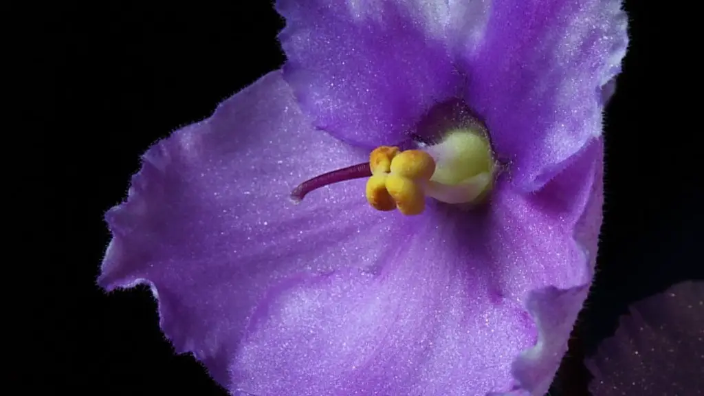 How do you prune african violets?