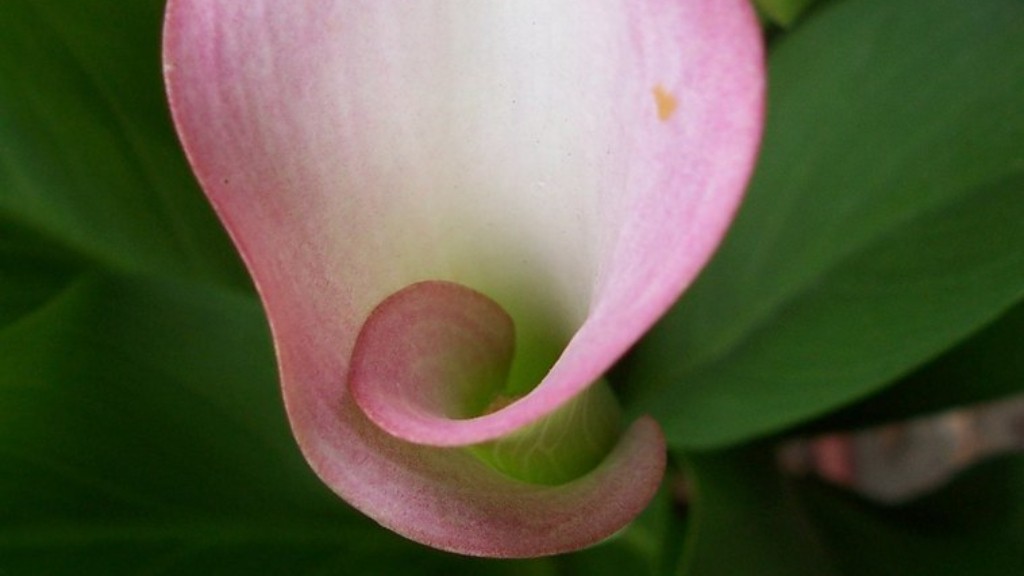 How far apart to plant calla lily bulbs?