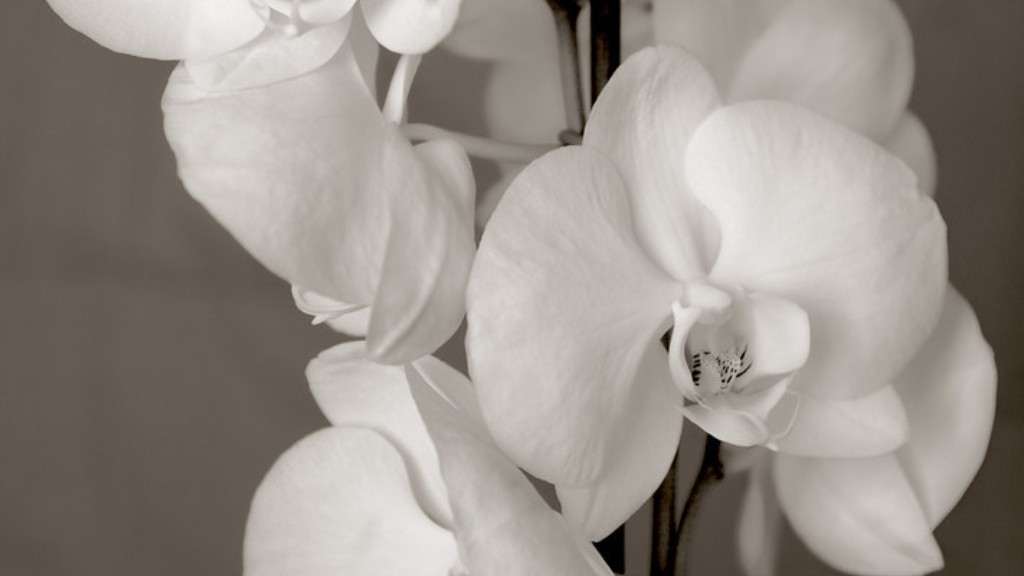 How do you care for a phalaenopsis orchid indoors?