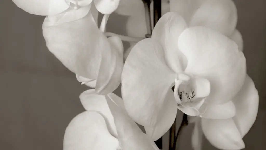 How do you make a calla lily bouquet?