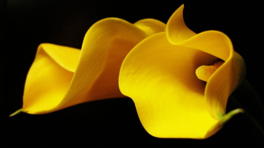 Can you split a calla lily bulb?