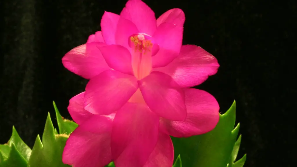 Can you put christmas cactus outside?