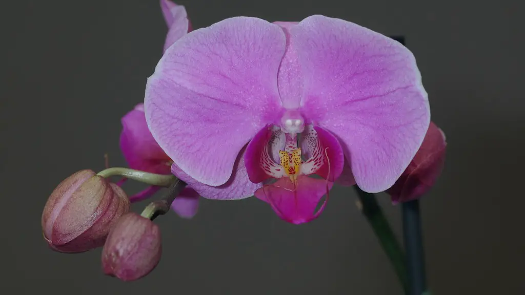 How long does a phalaenopsis orchid last?