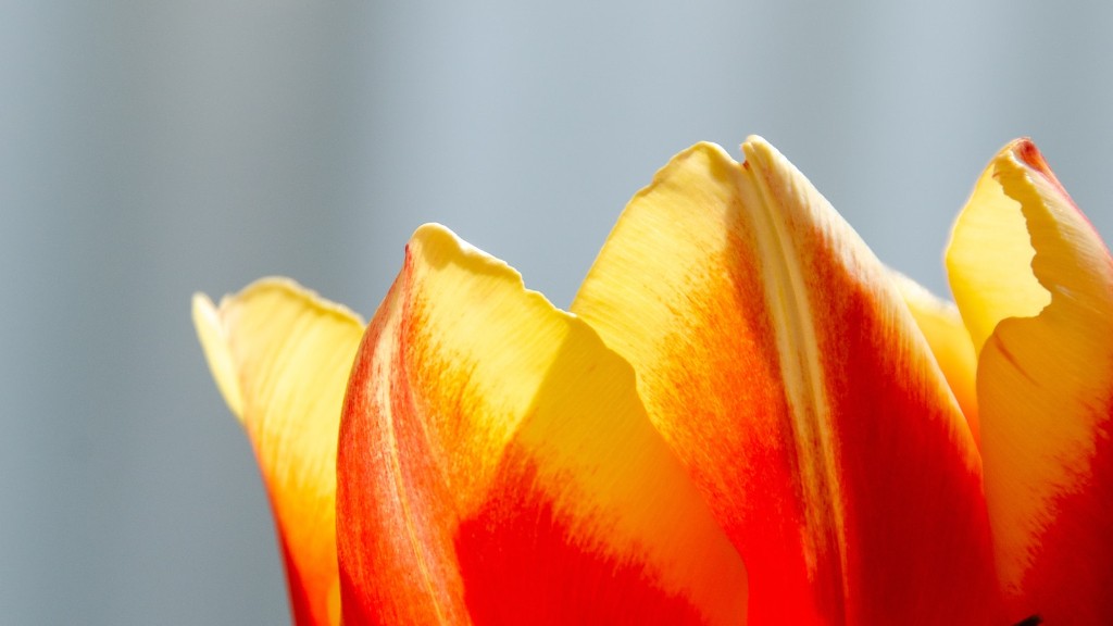 How to make tulip flower bead?