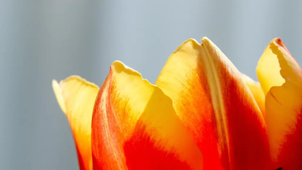 How to care for pink calla lily plant outdoor?