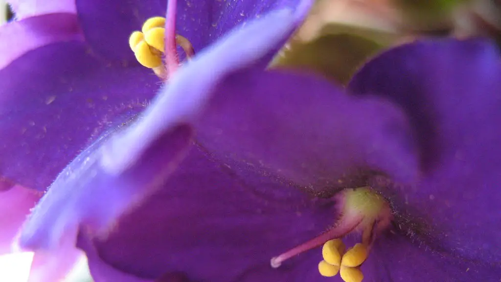 When do african violets flower in sydney?