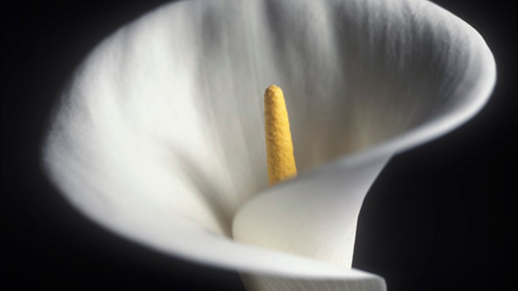 Is a calla lily a peace lily?