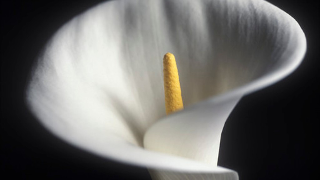 Does the calla lily have flowers?