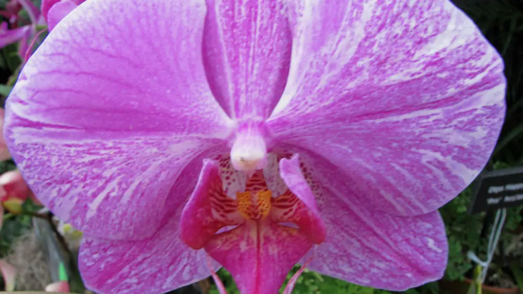 Should you repot phalaenopsis orchid?