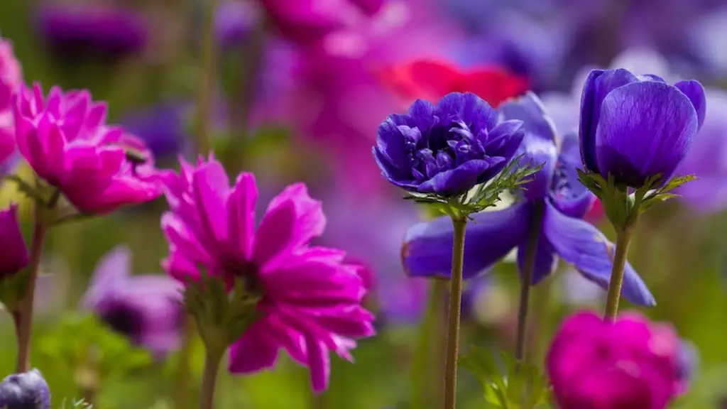 How to cross breed african violets?