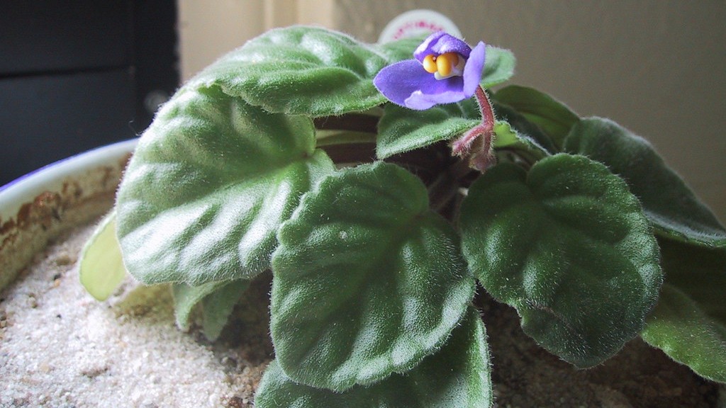 How to trim back african violets?