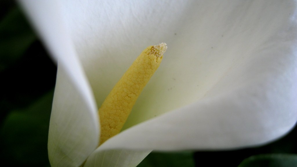 How to get a calla lily to bloom?