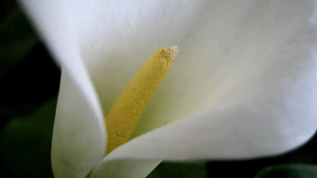 Why is my calla lily leaves turning yellow?