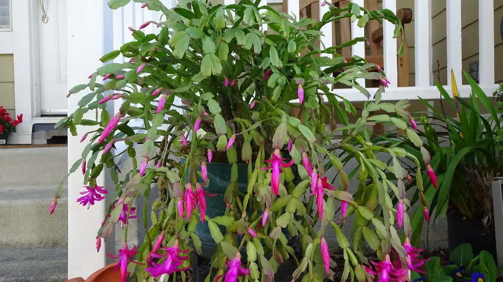 Can i put my christmas cactus outside?