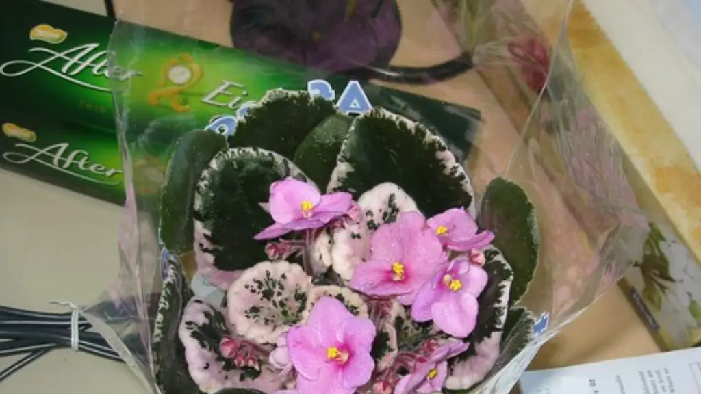 How to wick african violets?