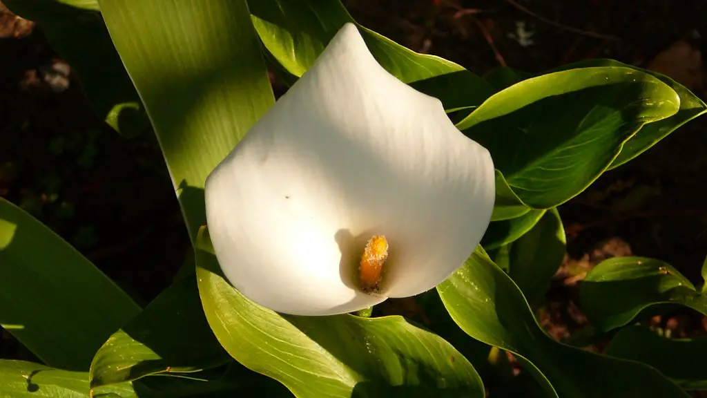 Why is my potted calla lily turning yellow?