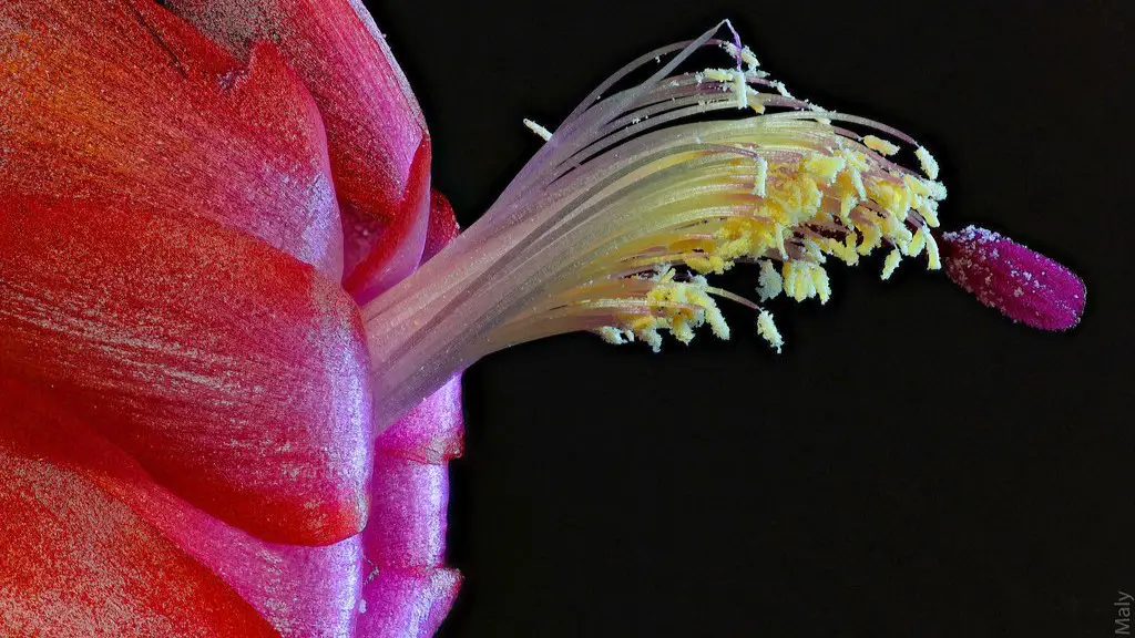 Why is my christmas cactus not blooming?