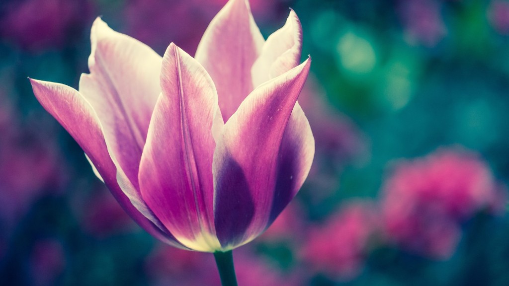 What is the meaning of the tulip flower?