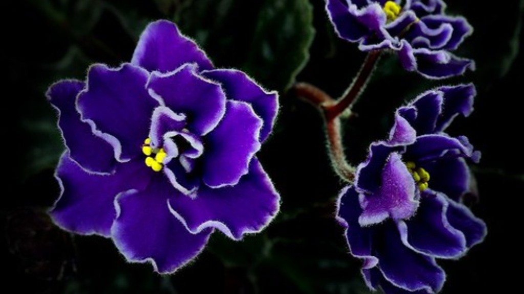 Will african violets grow in fake soil?