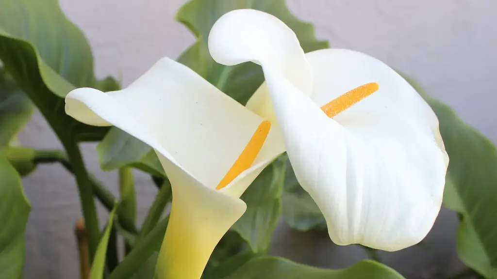 Why are the leaves on my calla lily turning yellow?